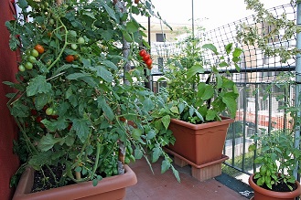 tomatoes in pots